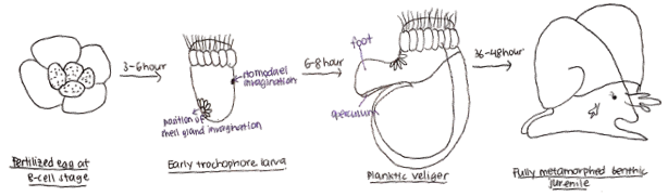larval development.png