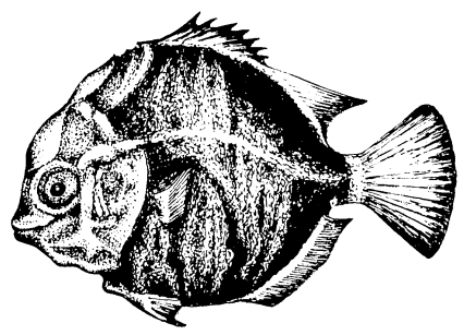 larval.png larval.png