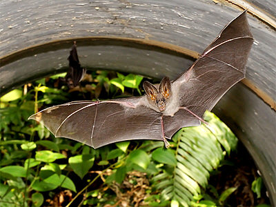 lesser-false-vampire_3862.jpg