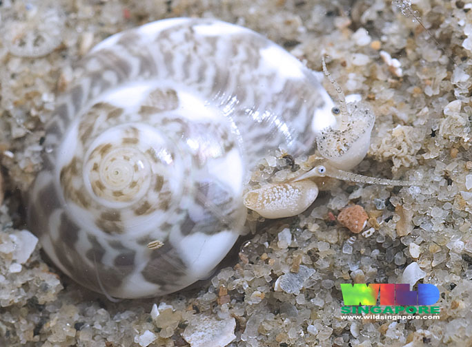 live button snail 3 (ria tan 2011).jpg