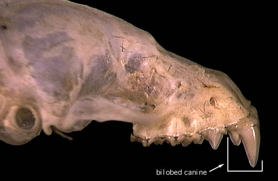 m.spasma bilobed canine.jpg