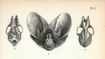 m.spasma mlyra ocmparison (2).jpg
