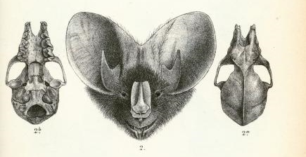 m.spasma mlyra ocmparison.jpg