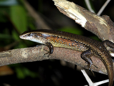 many-lined-sun-skink_0012.jpg