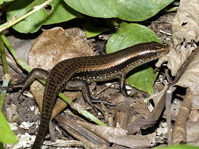 many-lined-sun-skink_0042.jpg