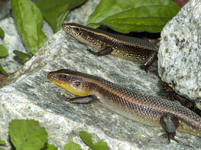many-lined-sun-skink_0120.jpg