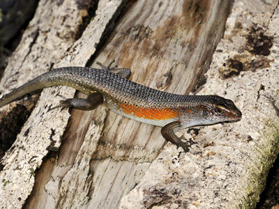 many-lined-sun-skink_0267.jpg