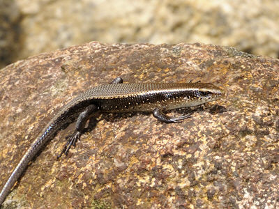 many-lined-sun-skink_1119.jpg