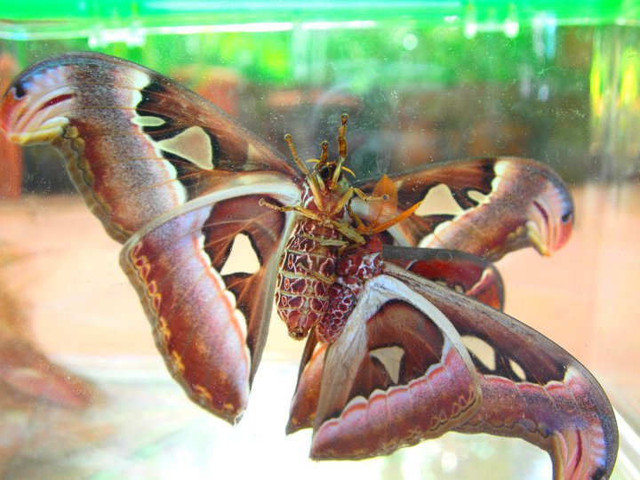 mating sex atlas moth.jpg mating sex atlas moth.jpg