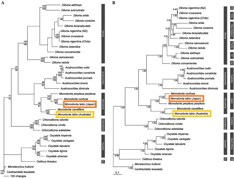 monodonta phylogeny_edited.jpg