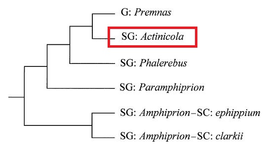 morphologyamphipriontree.JPG