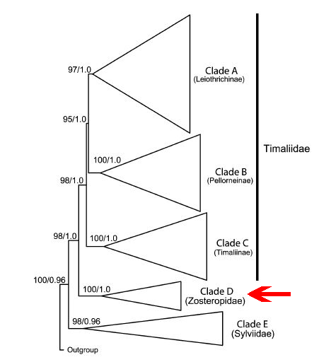 moyle et al 2012 blabber phylogeny.png moyle et al 2012 blabber phylogeny.png
