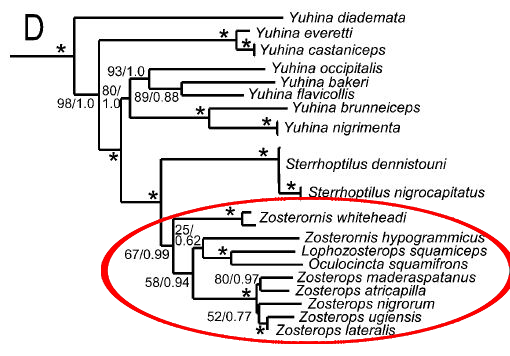 moyle et al 2012 zosteropidae clade.png moyle et al 2012 zosteropidae clade.png