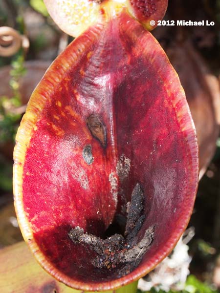 n.lowii_droppings.jpg n.lowii_droppings.jpg