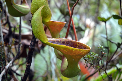 n.lowii_morphology.jpg n.lowii_morphology.jpg