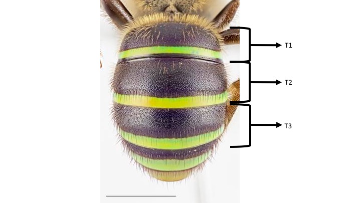 nomia abdomen.jpg