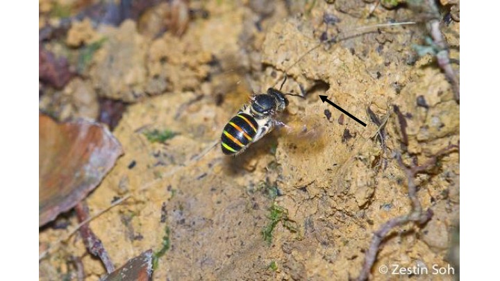 nomia entering nest.jpg
