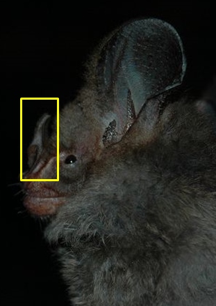 noselead sideview m spasma (2).jpg