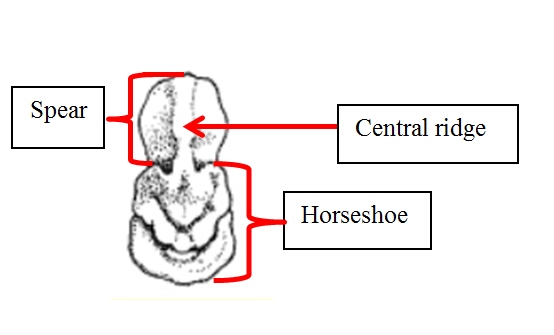 noselead spasma (2).jpg