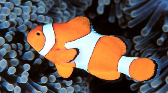 ocellarisFishwise.jpg