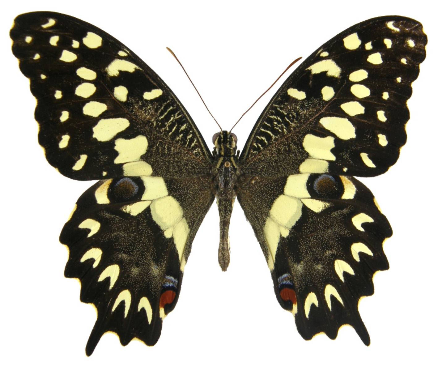 p grosesmithi butterfly corner.net.jpg