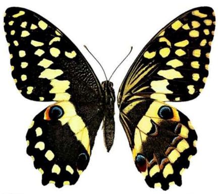 papilio demodocus.JPG