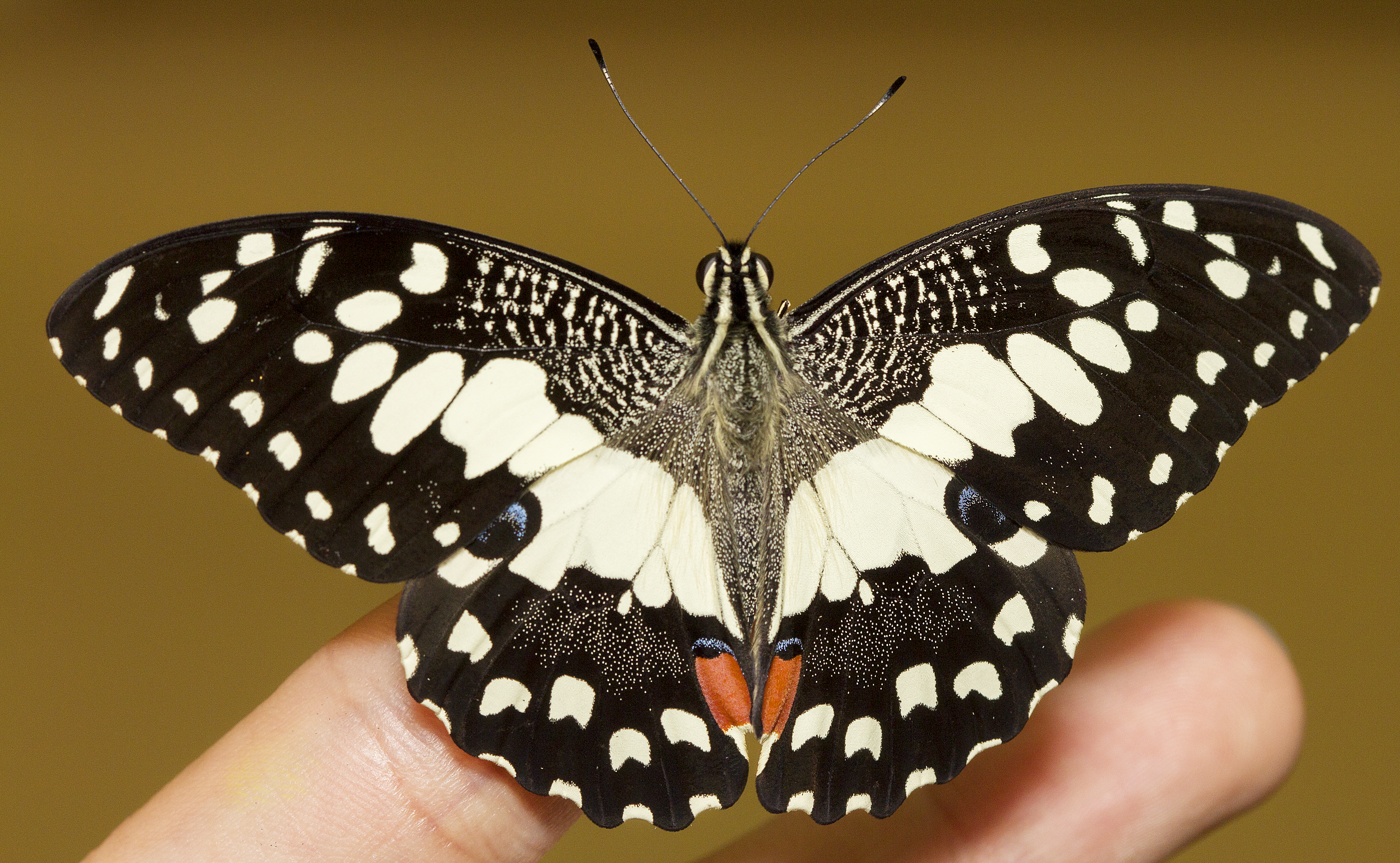 papilio demoleus_intro.jpg