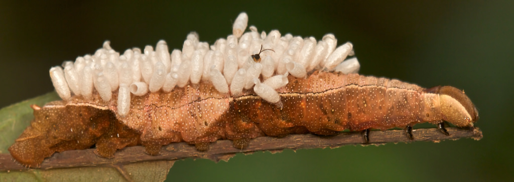 parasite apenteles sp.jpg parasite apenteles sp.jpg