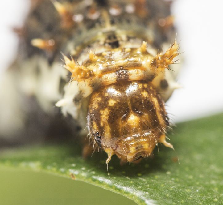 pdm 3rd instar natural.JPG