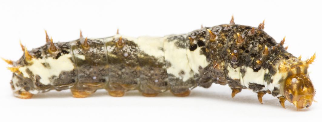 pdm 3rd instar side.JPG
