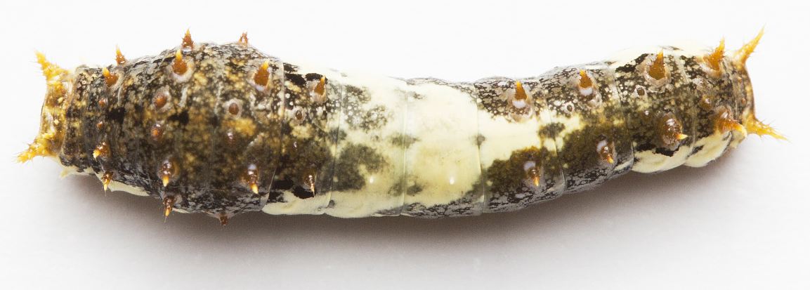 pdm 3rd instar top.JPG