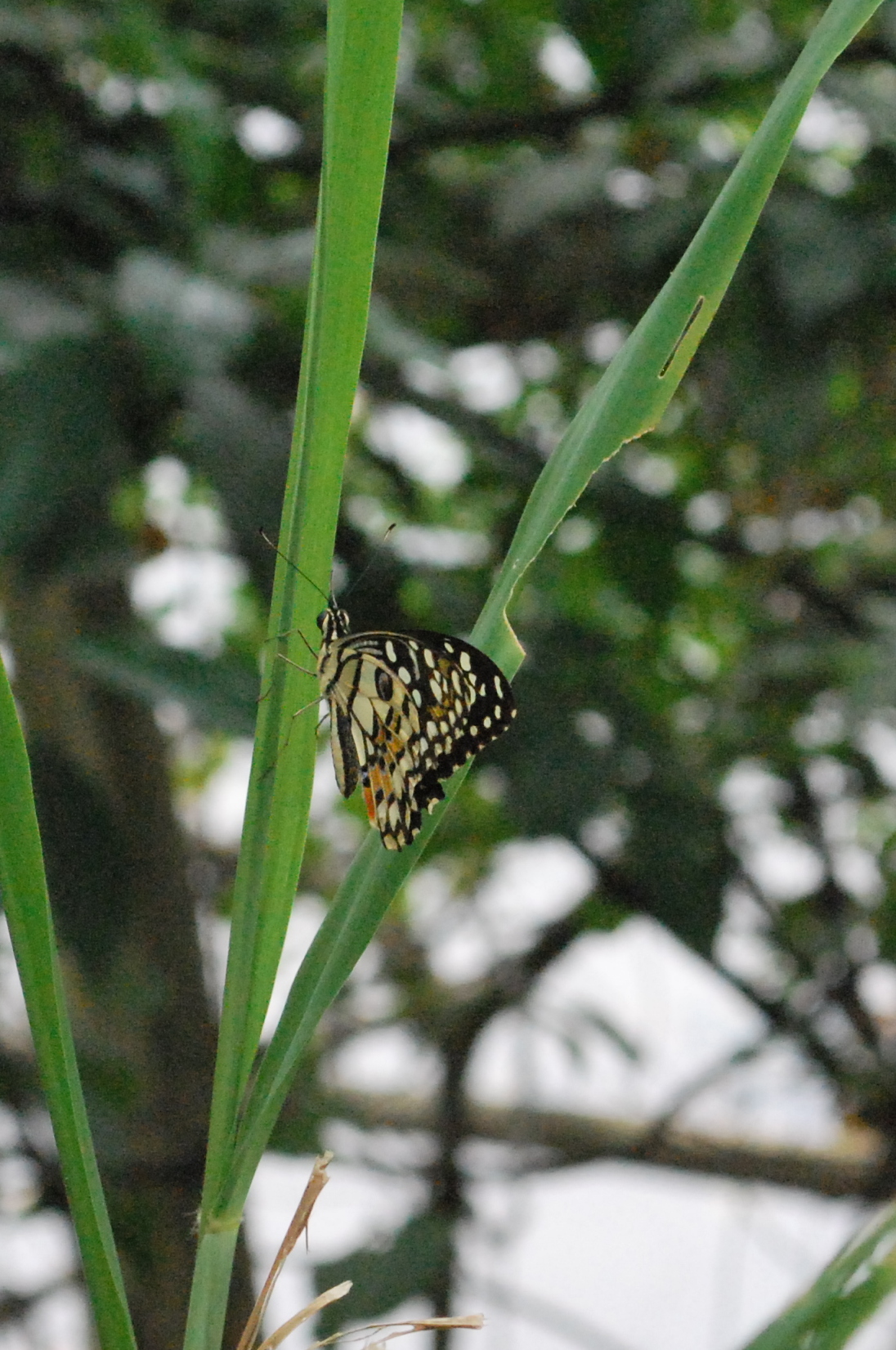 pdm DSC_0145.JPG