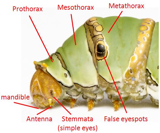 pdm caterpillar anatomy head.JPG