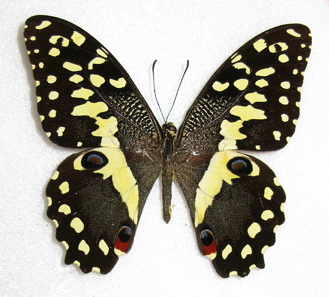 pdm demodocus wikicommon.JPG