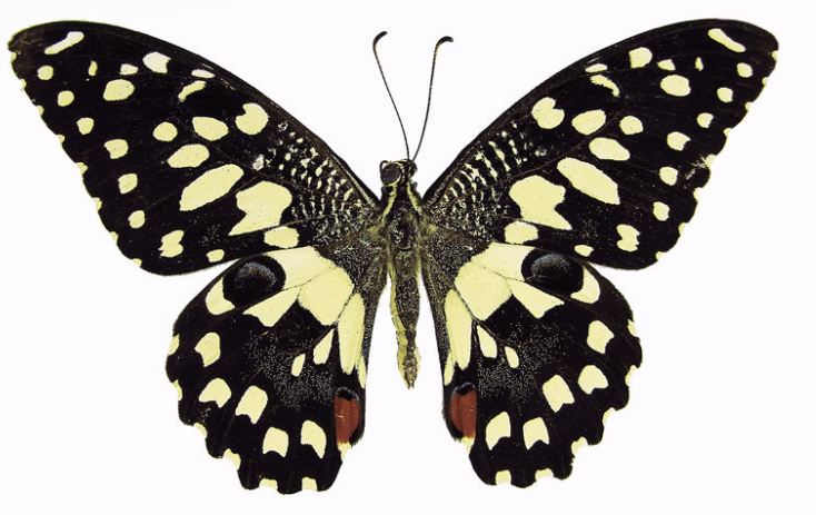 pdm demoleus from bordelan and knudson.JPG