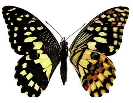 pdm demoleus from.JPG
