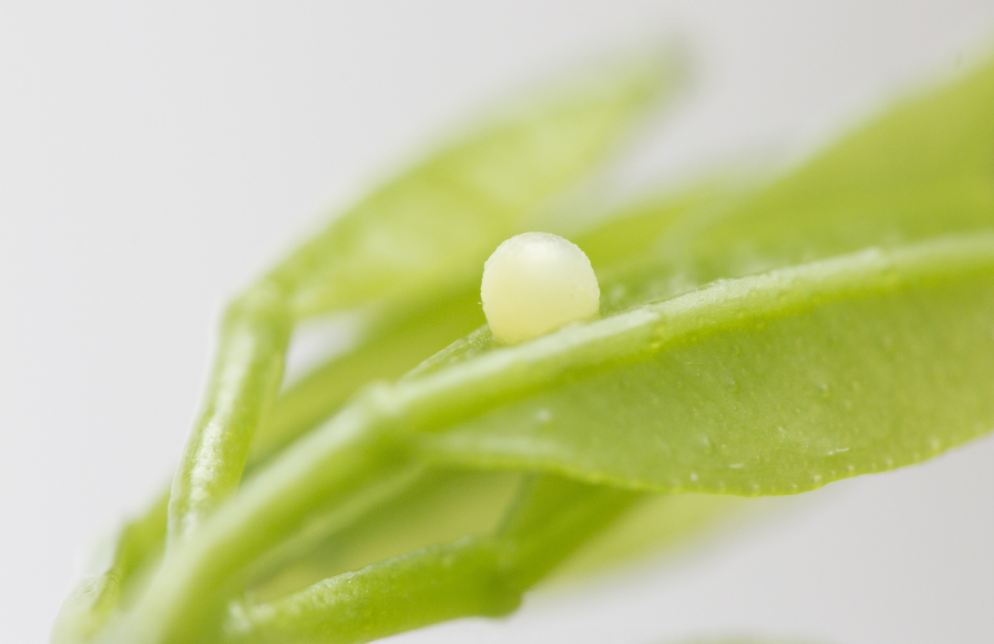 pdm egg 1.JPG