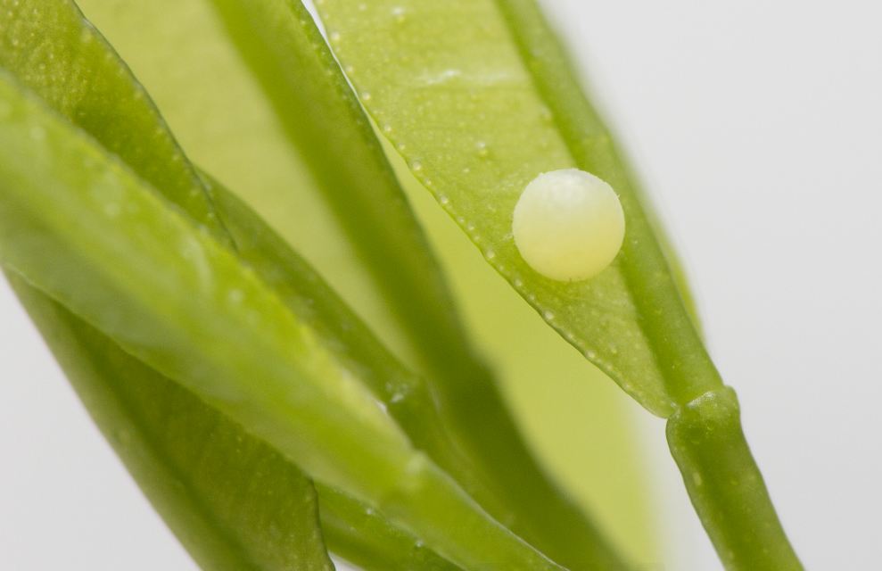pdm egg 2.JPG