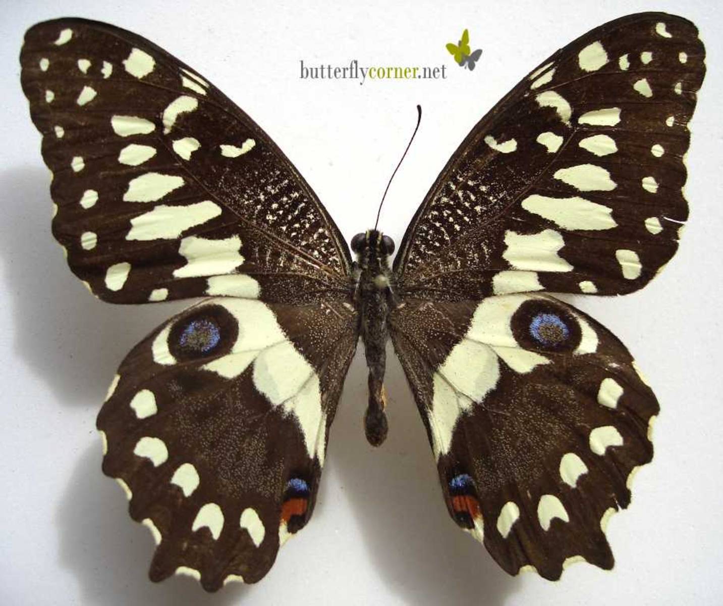 pdm erithonioides from butterfly corner.jpg