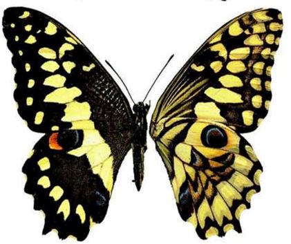 pdm erithonioides.JPG