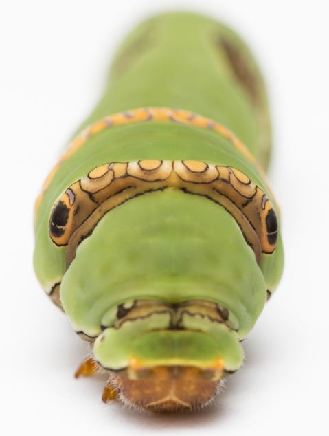 pdm last instar front.JPG