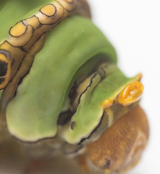 pdm last instar head.JPG