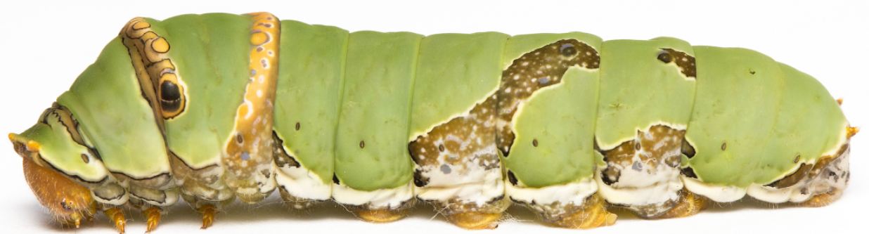 pdm last instar side.JPG
