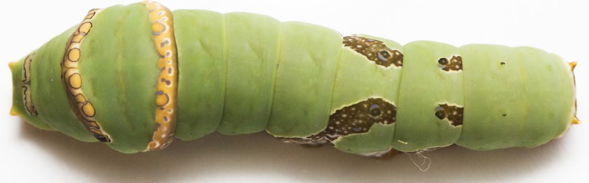 pdm last instar top.JPG