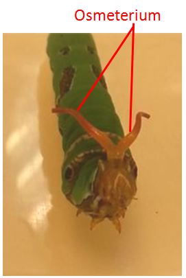 pdm osmeterium.JPG