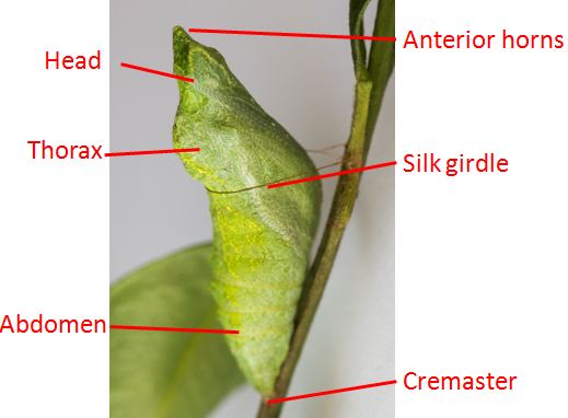 pdm pupa anatomy.JPG