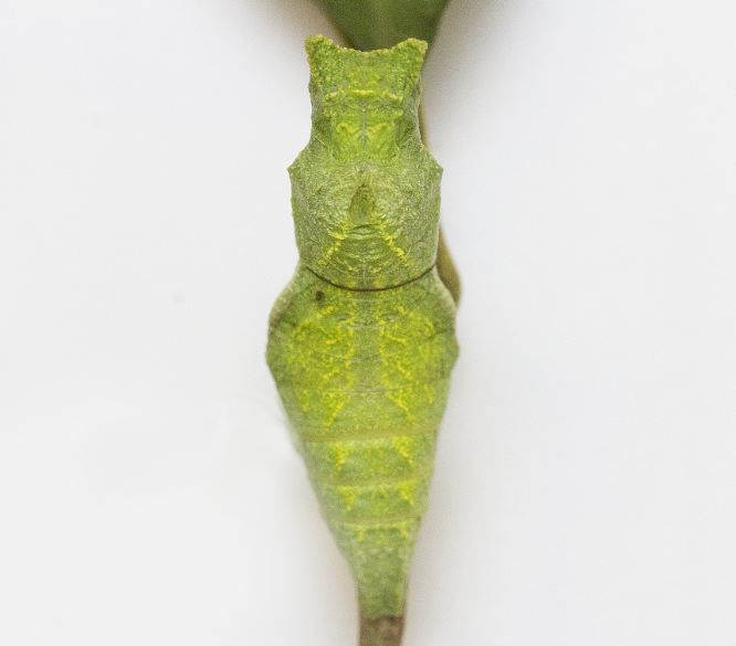 pdm pupa front.JPG