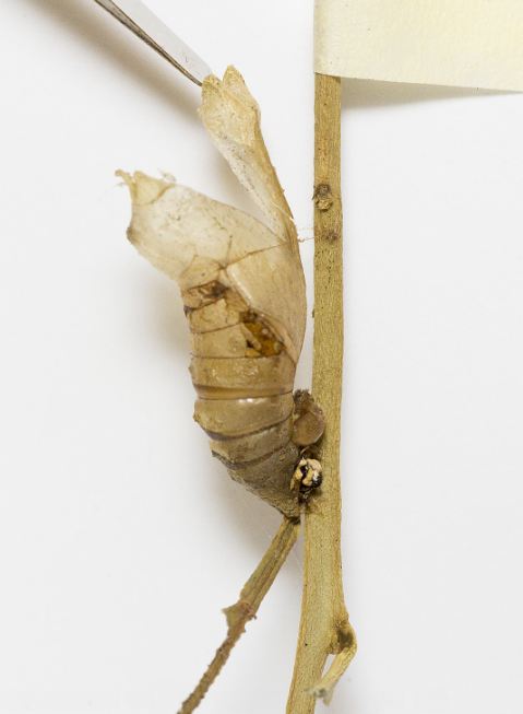pdm pupa shell.JPG