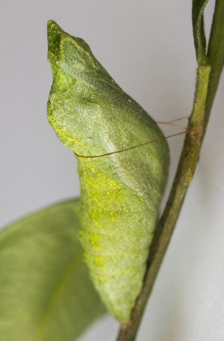 pdm pupa side.JPG