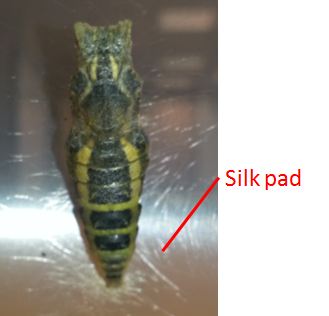 pdm pupa silk pad.JPG